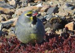 Melanodera xanthogramma