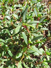 Portulaca oleracea image