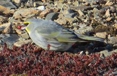 Melanodera xanthogramma