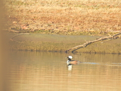 Lophodytes cucullatus