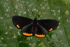 Melanis cercopes