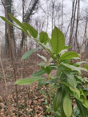 Prunus laurocerasus