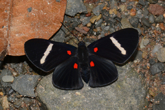 Melanis hillapana