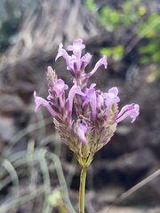 Lavandula rotundifolia image