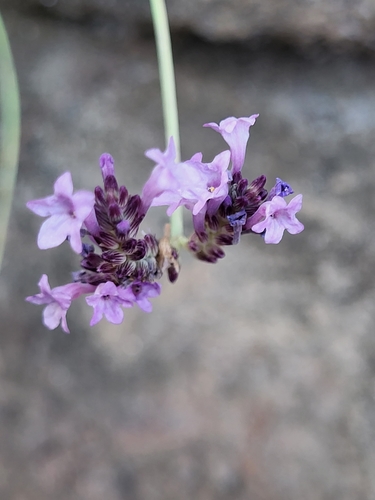 Image of Lavandula rotundifolia by (c) Jacek Pietruszewski, some rights reserved (CC BY)