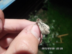 Dichagyris signifera