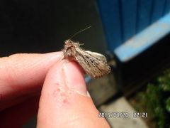 Dichagyris signifera