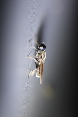 Prosopochrysa vitripennis