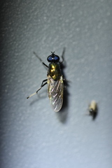 Prosopochrysa vitripennis