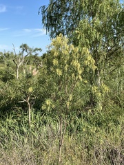 Raulinoreitzia tremula