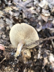 Clitocella popinalis