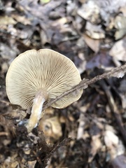 Clitocella popinalis