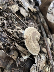 Clitocella popinalis