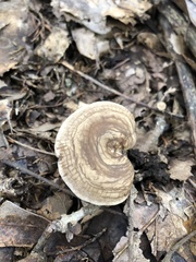 Clitocella popinalis