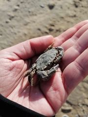 Liocarcinus navigator