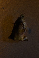 Archips asiaticus