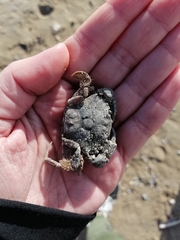 Liocarcinus navigator