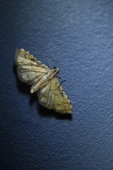 Goniorhynchus