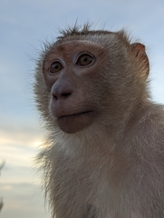 Macaca leonina
