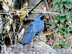 Melanotis caerulescens