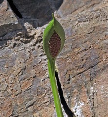 Spathantheum orbignyanum