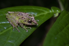 Pristimantis appendiculatus