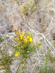 Ulex argenteus subsericeus