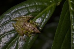 Pristimantis appendiculatus