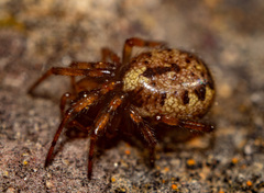 Enoplognatha mandibularis