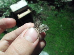 Dichagyris signifera