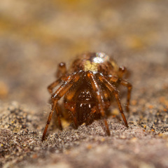 Enoplognatha mandibularis