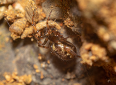 Enoplognatha mandibularis