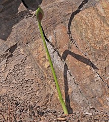 Spathantheum orbignyanum