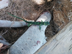 Chamaeleo chamaeleon