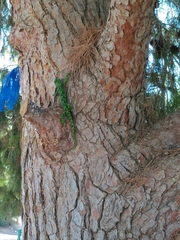 Chamaeleo chamaeleon