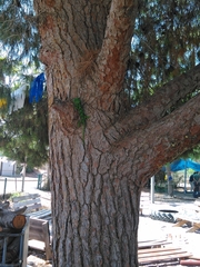 Chamaeleo chamaeleon