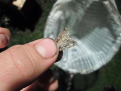 Dichagyris signifera
