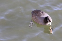 Fulica atra