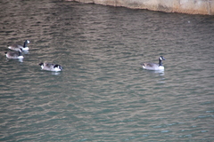 Branta canadensis