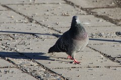 Columba livia domestica