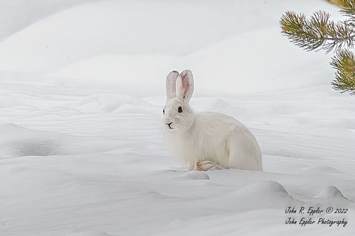 Snowshoe Hare photographed in Wyoming