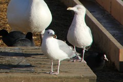 Larus argentatus
