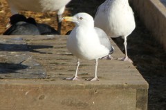 Larus argentatus