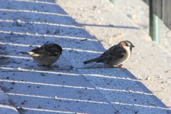 Passer domesticus
