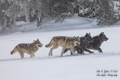 Gray Wolf photo 2