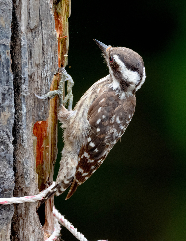 Sunda Pygmy Woodpecker