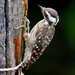 Sunda Pygmy Woodpecker - Photo (c) ignatius_augustine, some rights reserved (CC BY-NC)
