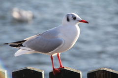 Chroicocephalus ridibundus