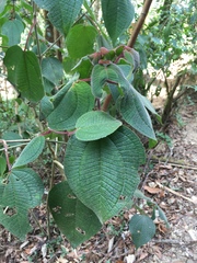 Miconia dentata