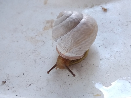 Vineyard Snail